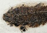 Large Knightia Fossil Fish - inch Layer #12143-2